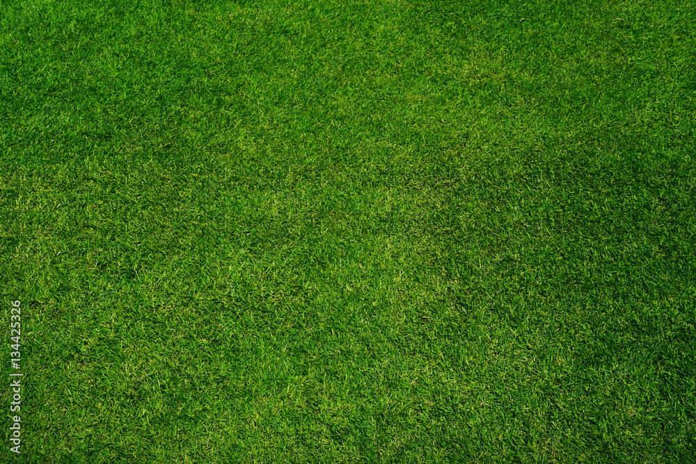 Green grass texture background, top view