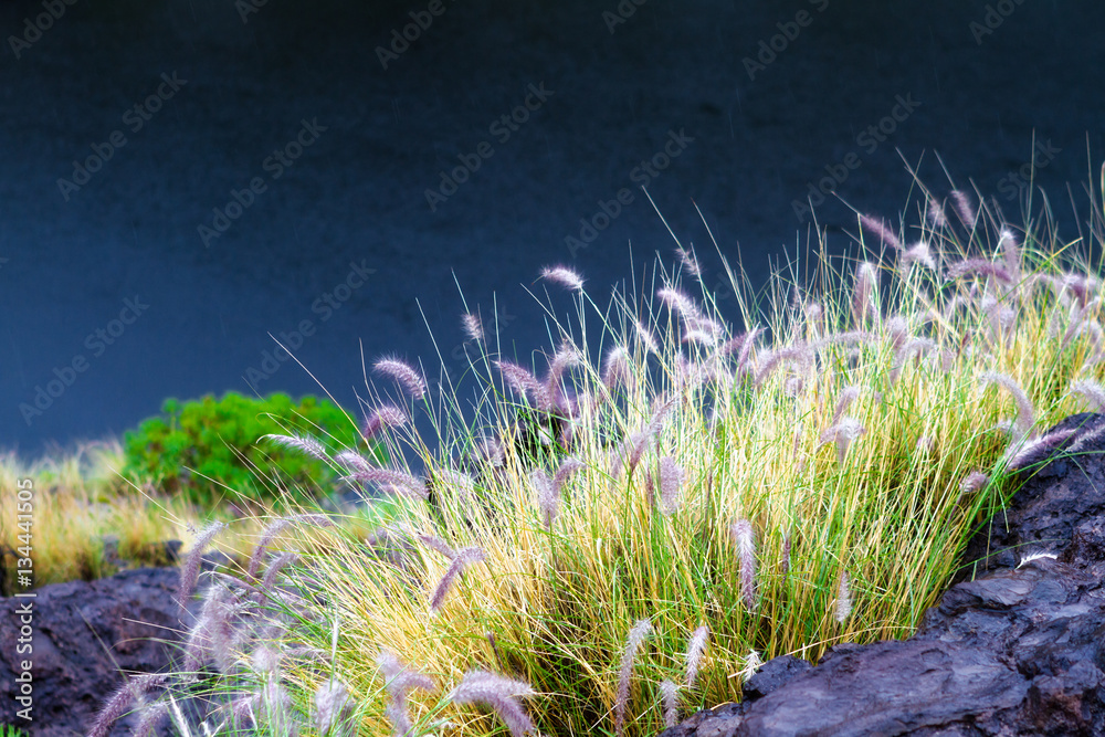 Canarian Grass