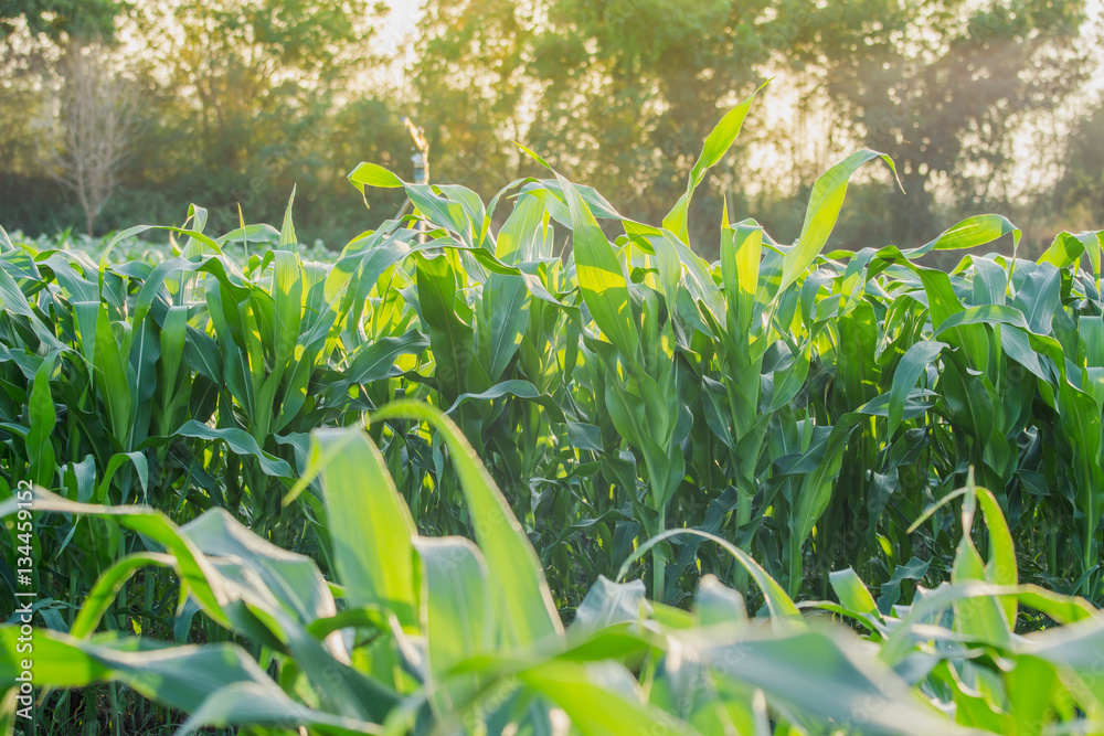 green corn field in agricultural garden and light shines sunset