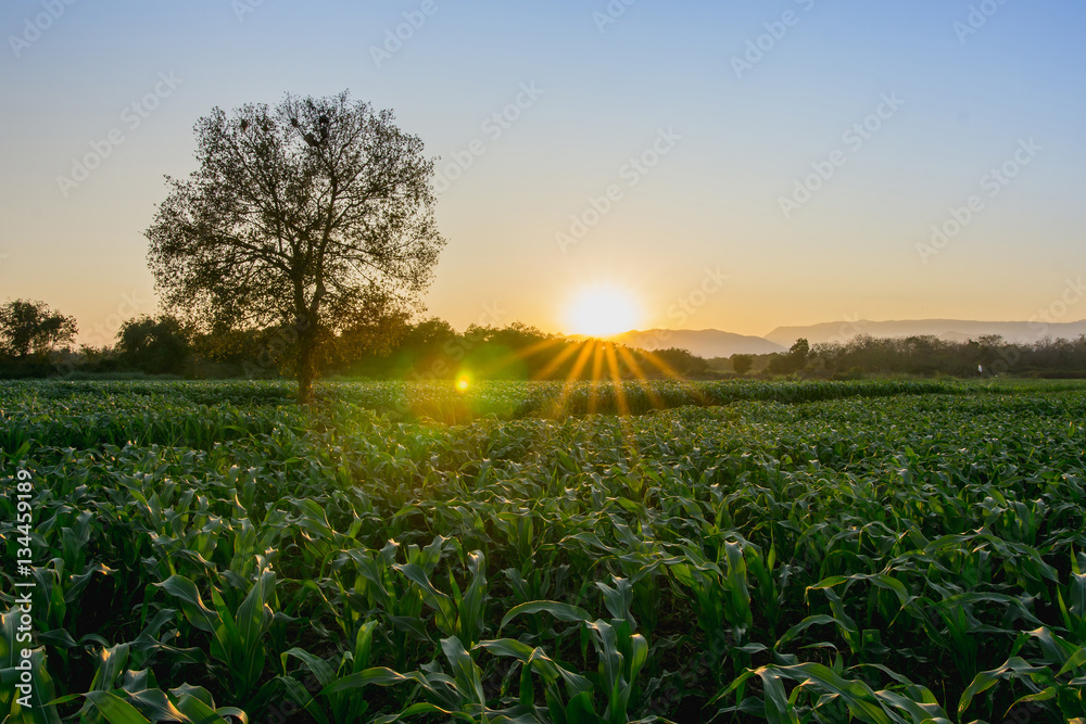 green corn field in agricultural garden and backlit light shines at sunset