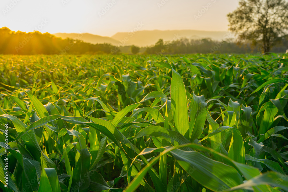 green corn field in agricultural garden and light shines sunset