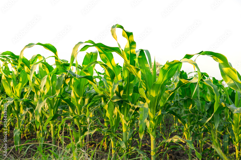 green corn field in agricultural garden