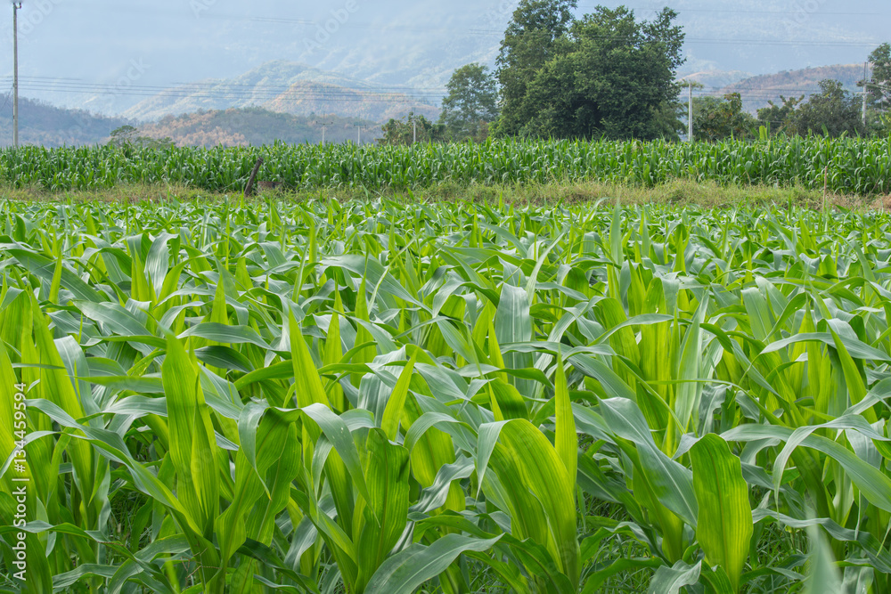 Green corn field in agricultural garden