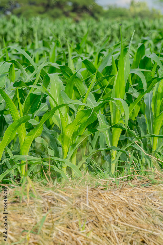 Green corn field in agricultural garden