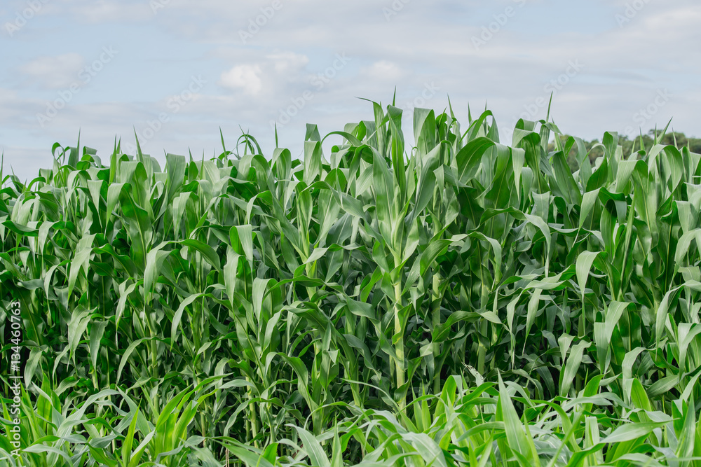 Green corn field in agricultural garden