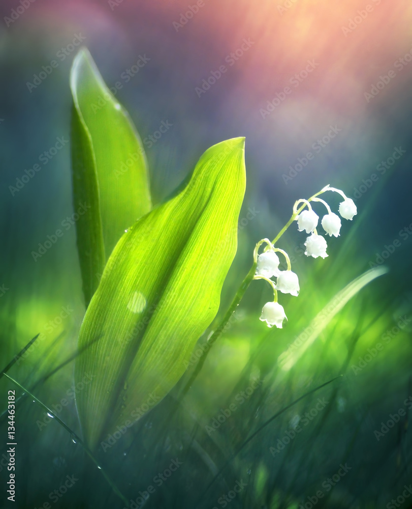 Beautiful spring lily of the valley in the forest in the morning at dawn in the sun soft focus macro