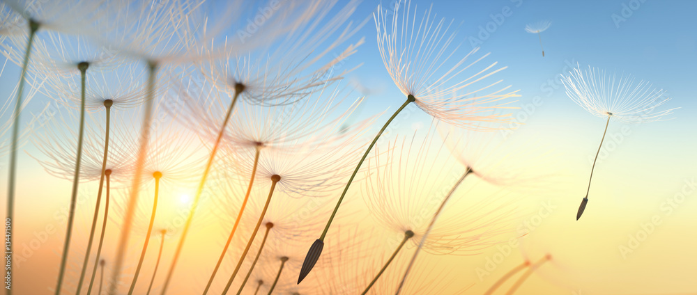 Pusteblume im Sonnenlicht