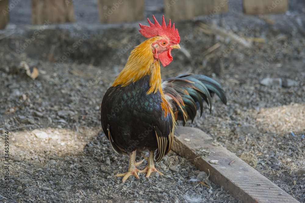 close up portrait of bantam chicken isolated on white background. Beautiful colorful cock