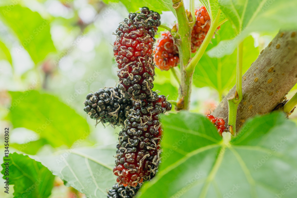 black and red Mulberry fruit on the branch (Morus nigra, Moraceae)