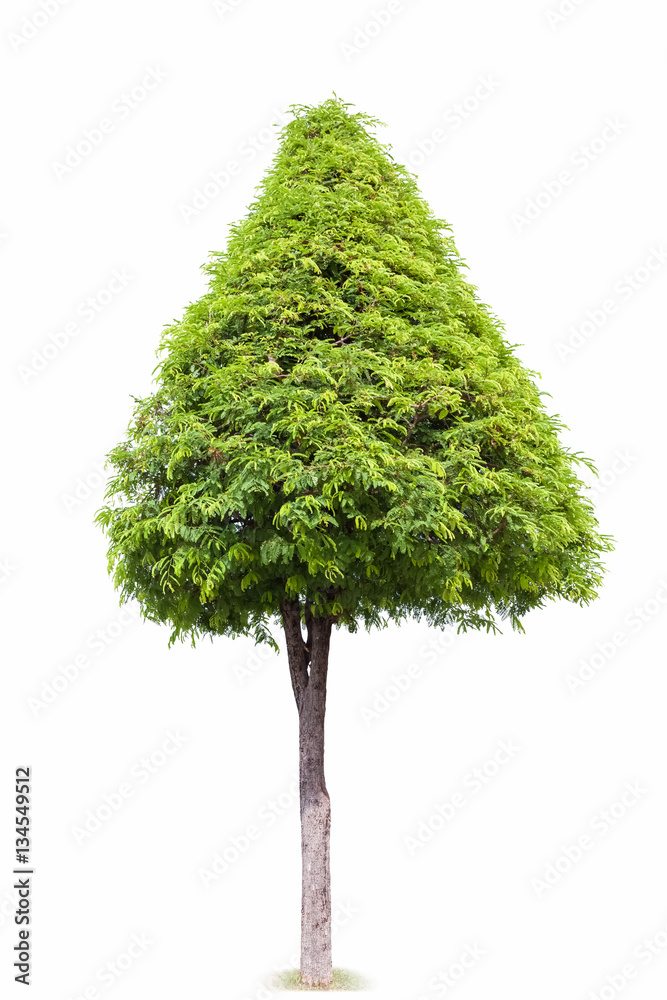 landscape tree isolated