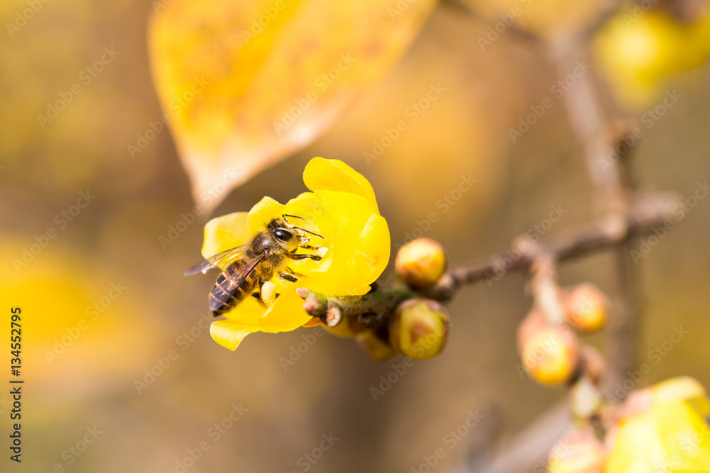 bees foraging on wintersweet flower