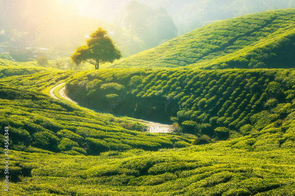 卡梅伦高地的茶园