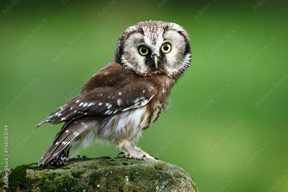 Small bird Boreal owl, Aegolius funereus, sitting on larch stone with clear green forest background