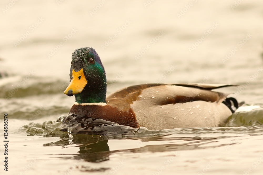 mallard duck floating on pond