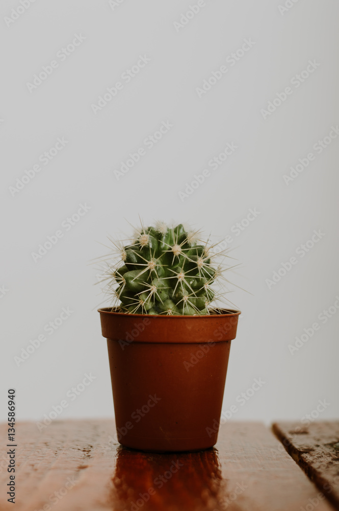 Small cactus at brown flowerpot on white background