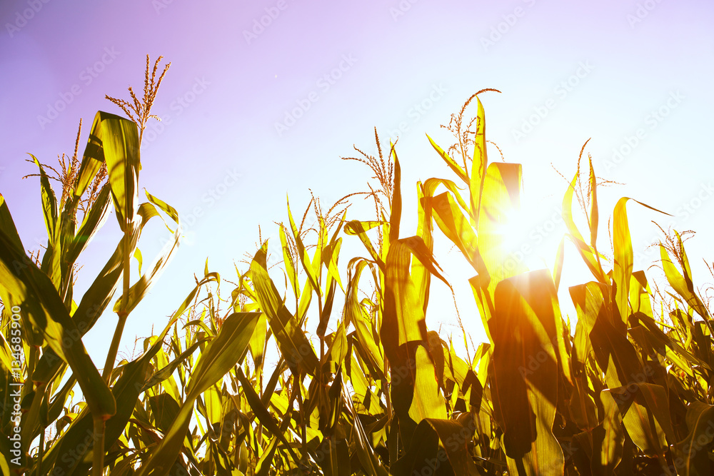 Field of corn at sunset.  Vintage Instgram effect