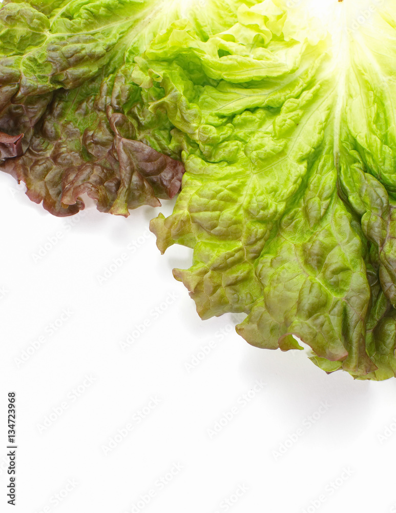 Fresh green lettuce leaf isolated on a white background