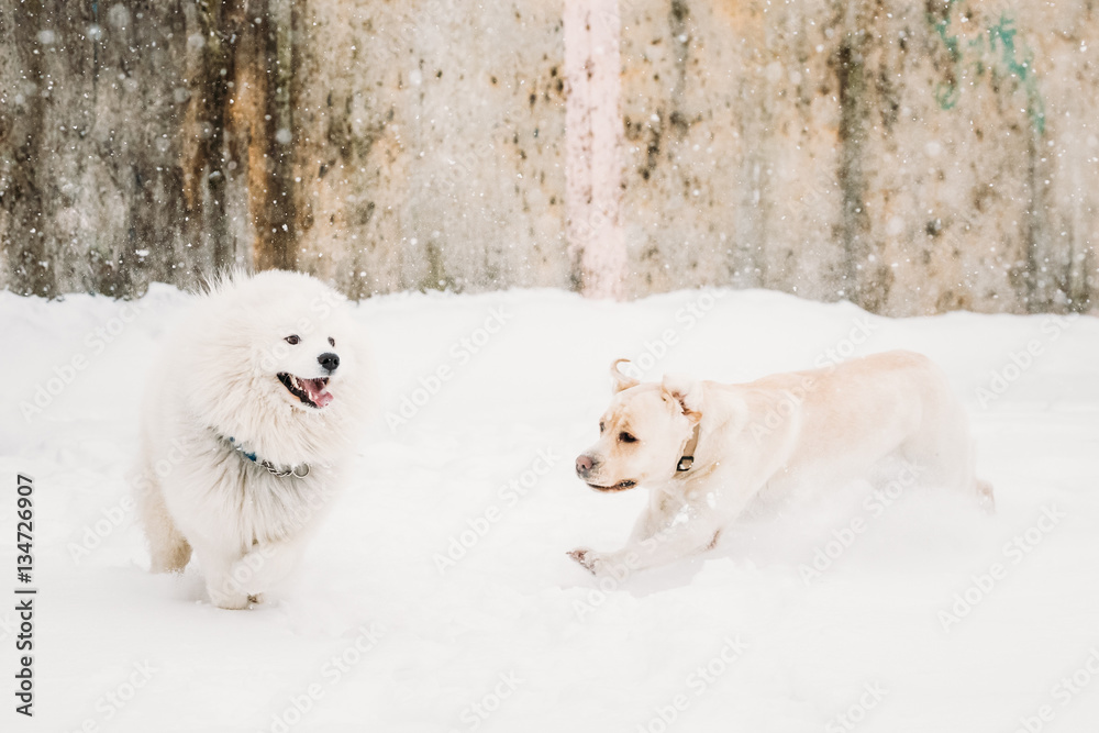 Two Funny Dogs - Labrador Dog And Samoyed Playing And Running Outdoors