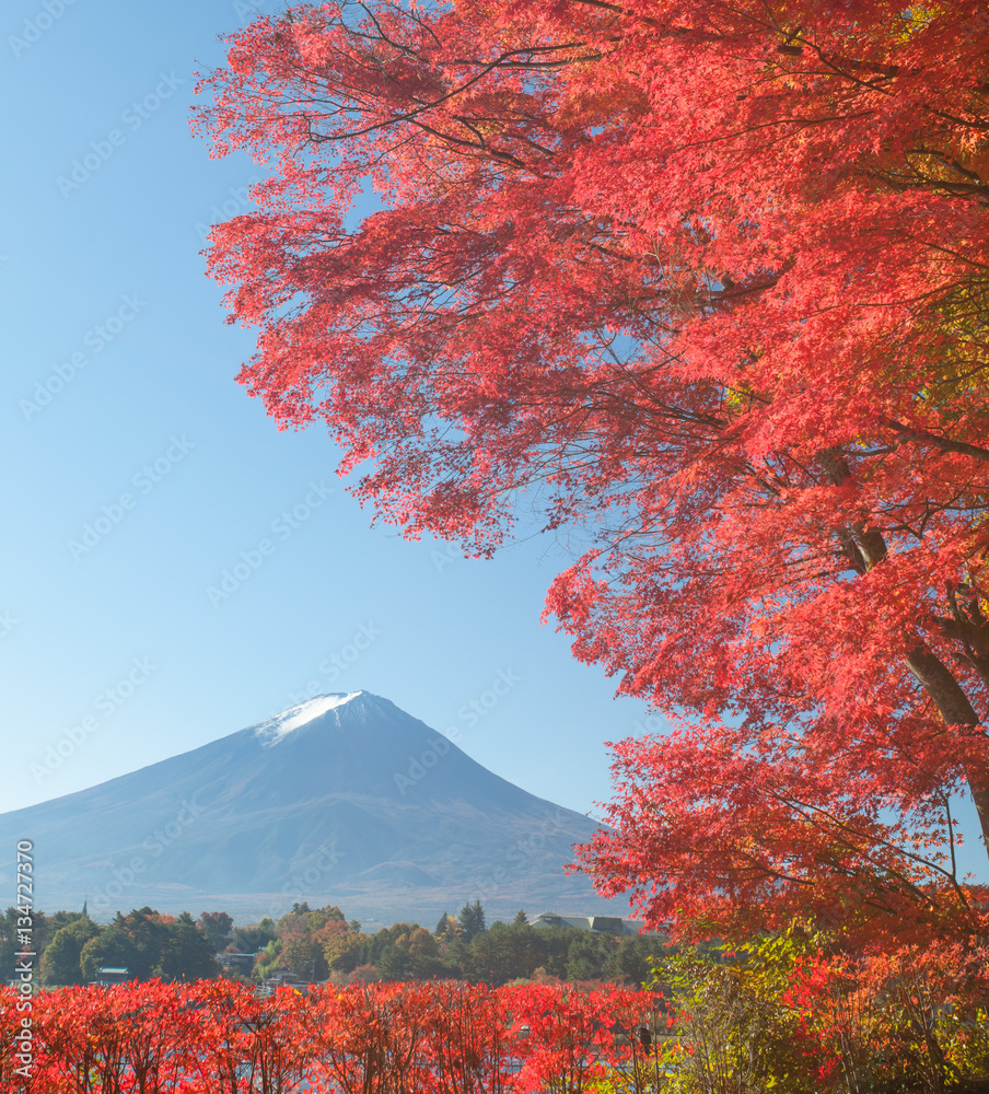 秋季河谷湖的红枫树和富士山