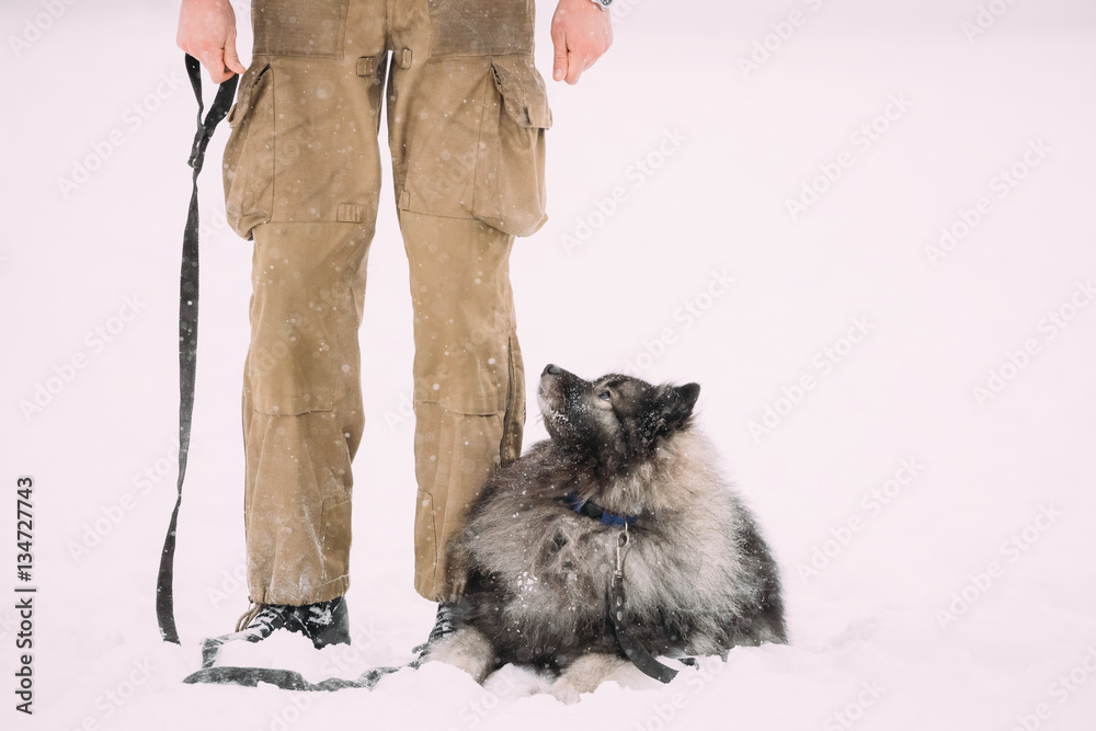 Funny Keeshond Dog Sit Near Owner Outdoor In Snow. Winter Season