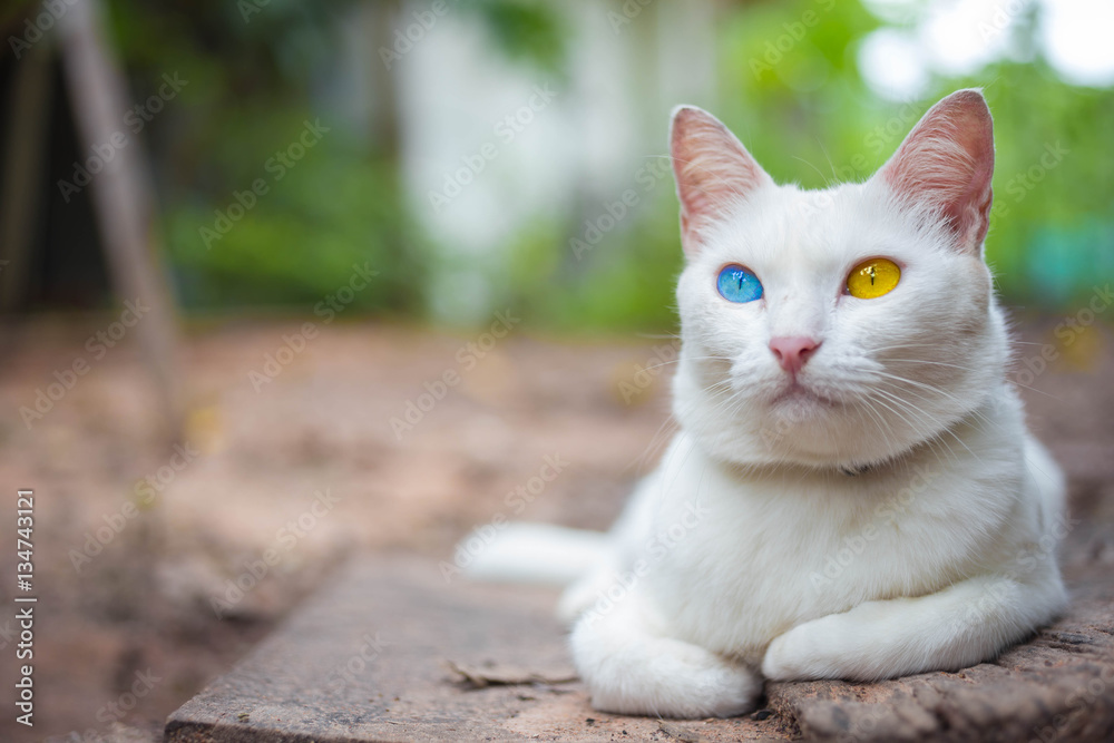 House cat, Thai odd eye species with blue and yellow eyes.