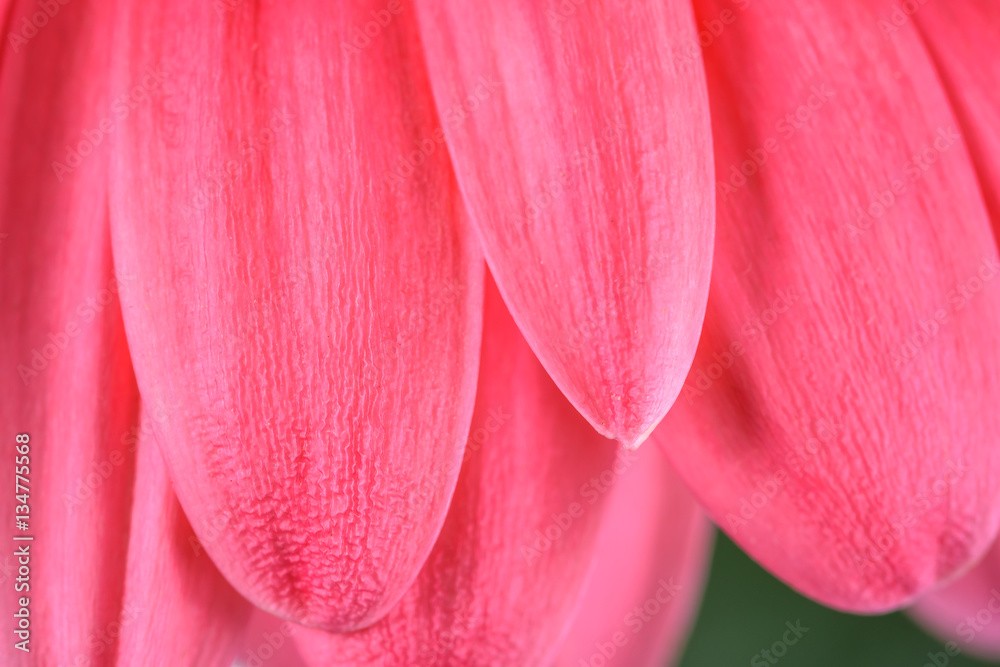 Pink Gerbera Flower Petals Abstract Macro