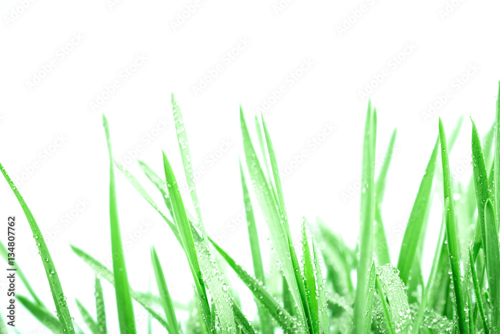 fresh green grass with droplets after the rain background