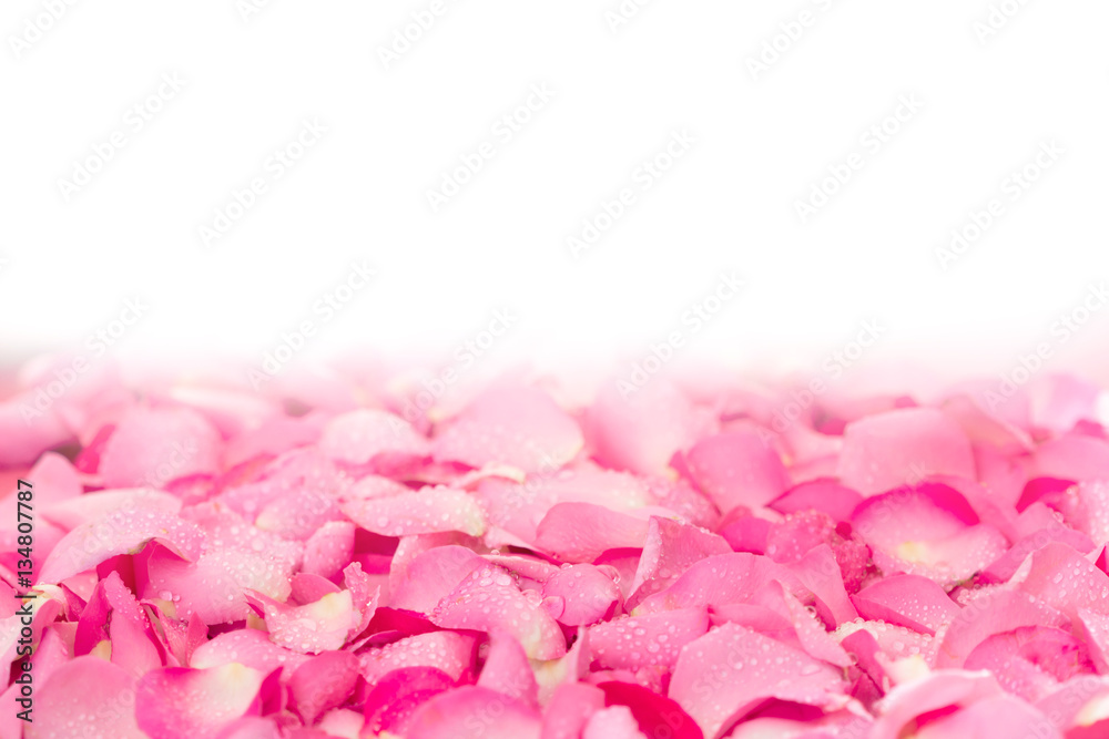 the fresh light pink rose petal background with water rain drop