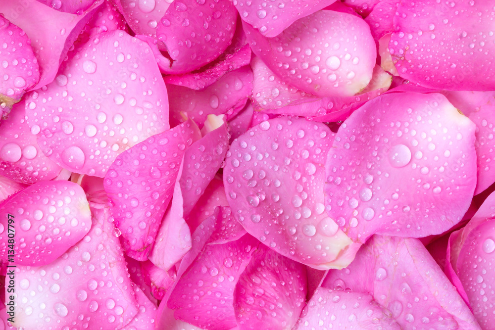 the fresh light pink rose petal background with water rain drop