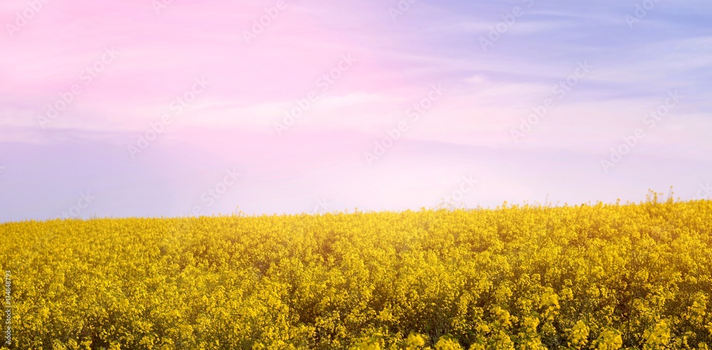 Scenic view of yellow mustard field