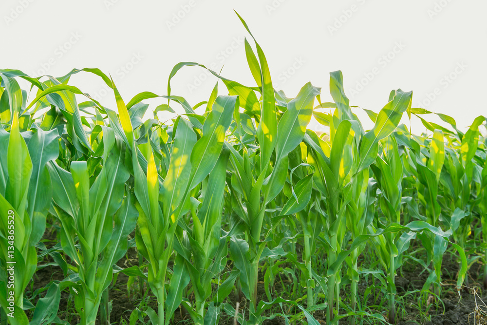 Green corn field in agricultural garden