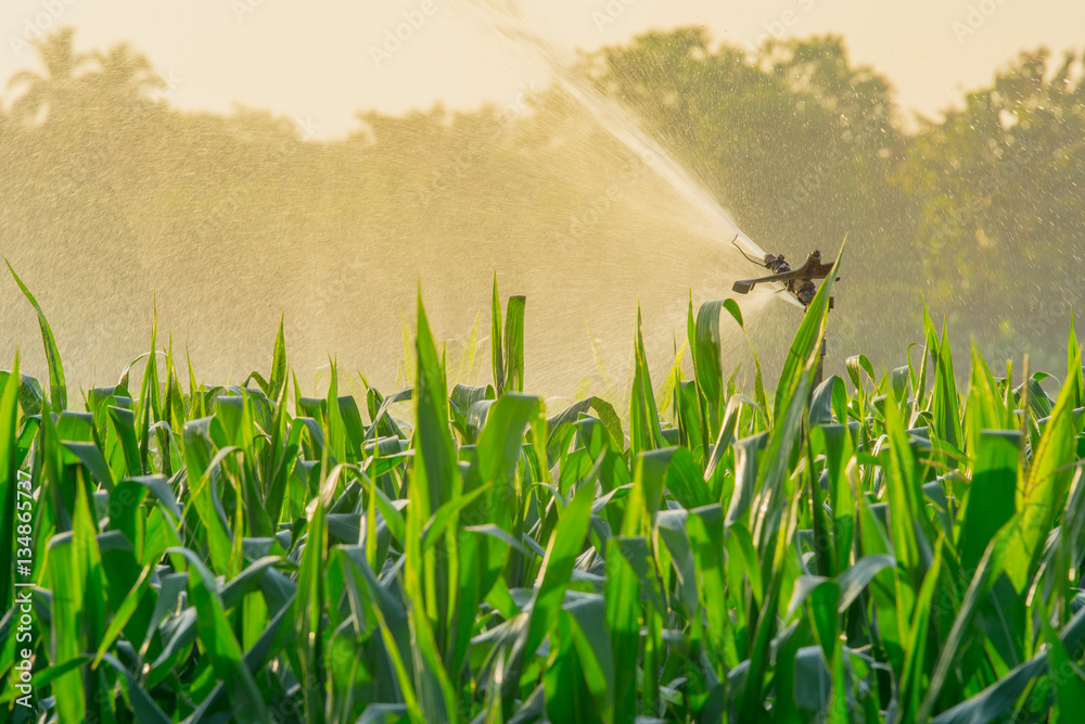 watering corn field in agricultural garden by water springer