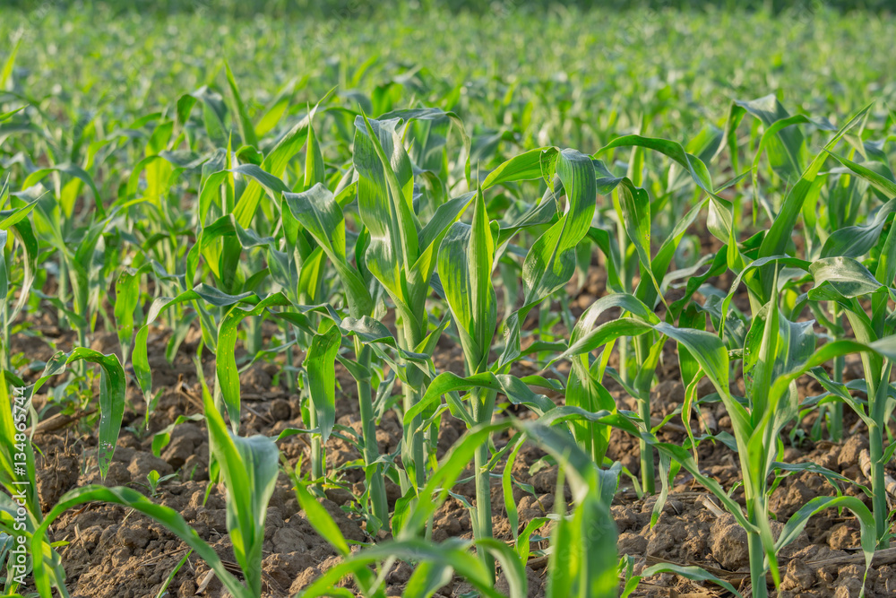 young green corn field in agricultural garden