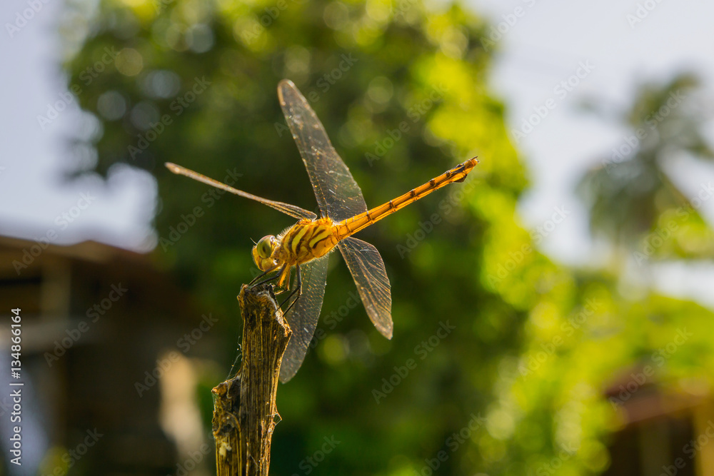 yellow Dragonfly on a black steel bar with a green background.