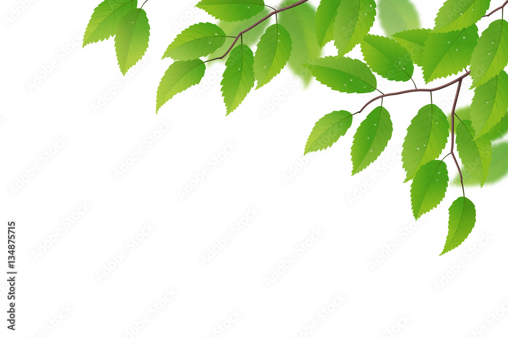 Fresh spring branch with green leaves on white