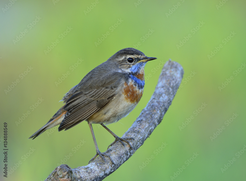 Chubby brown bird with blue and orange mark on neck lonely stand