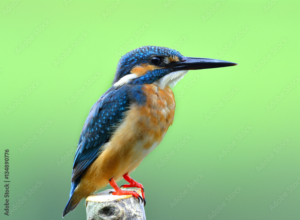 Common Kingfisher (Alcedo atthis) Eurasian or River Kingfisher,