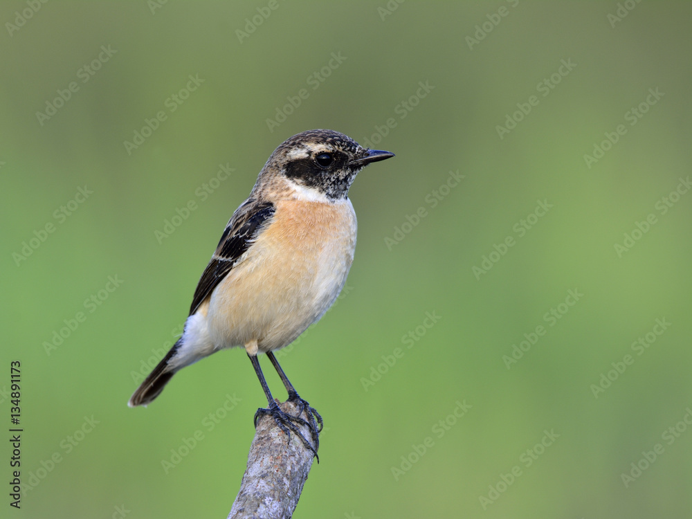 Eastern or Stejnegers Stonechat (Saxicola stejnegeri) beautiful