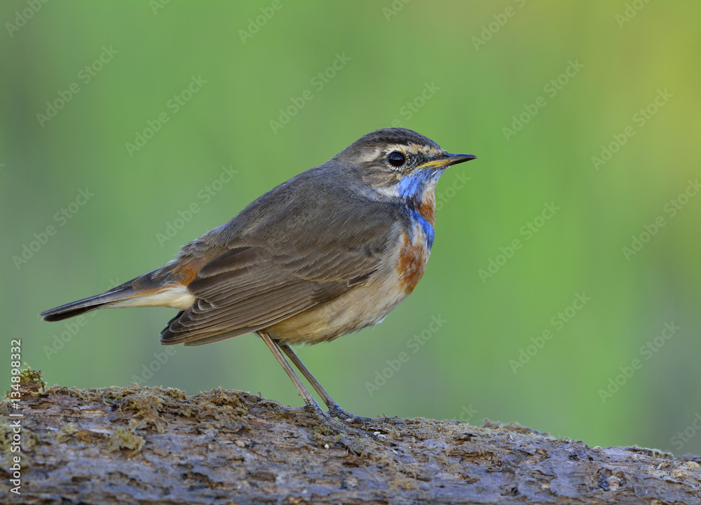 Lovely chubby brown bird with blue and orange neck standing on t