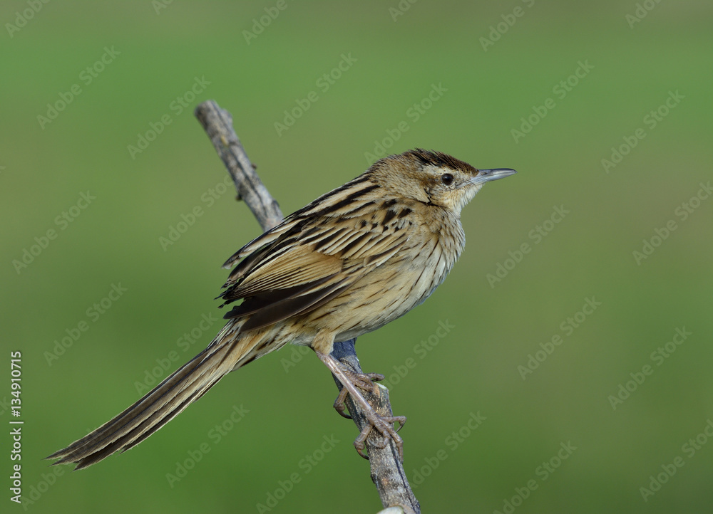 Striated Grassbird (Megalurus palustris) beautiful brown bird wi