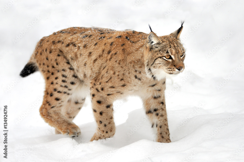 Lynx