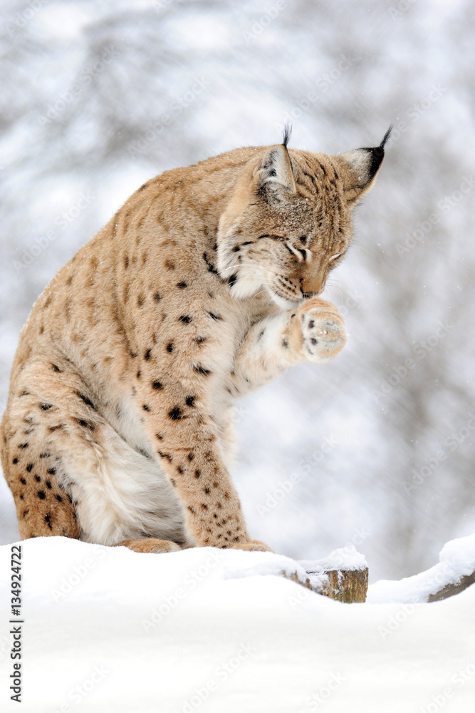 Lynx in winter