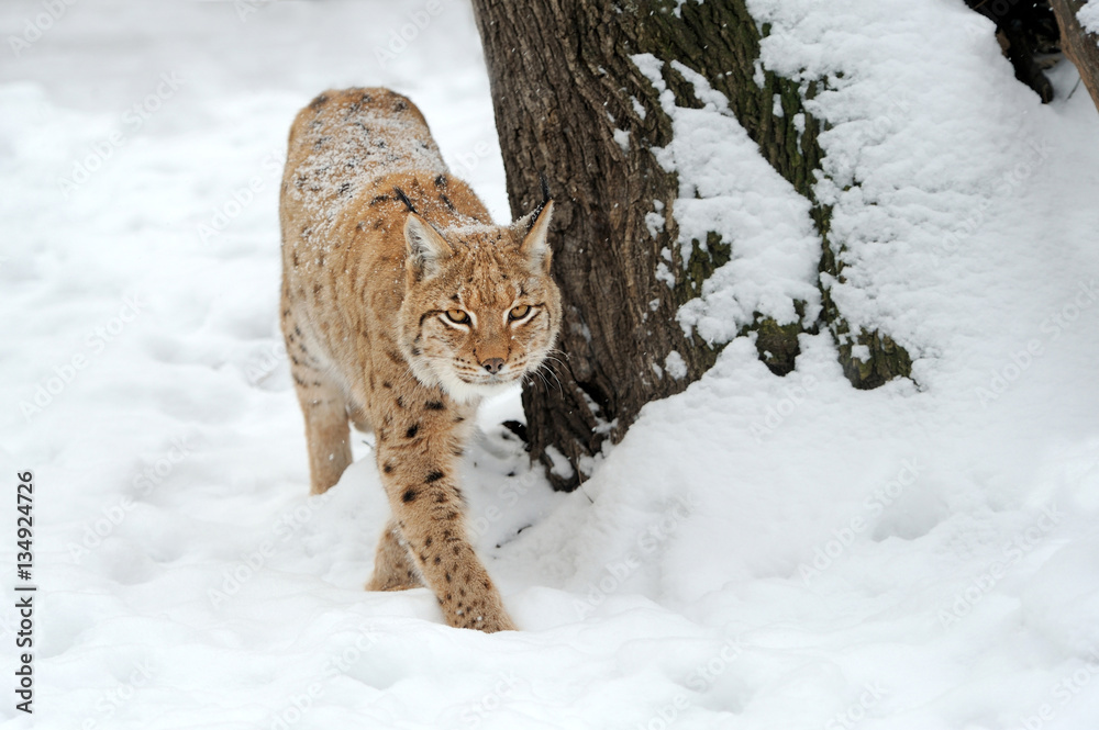 Lynx