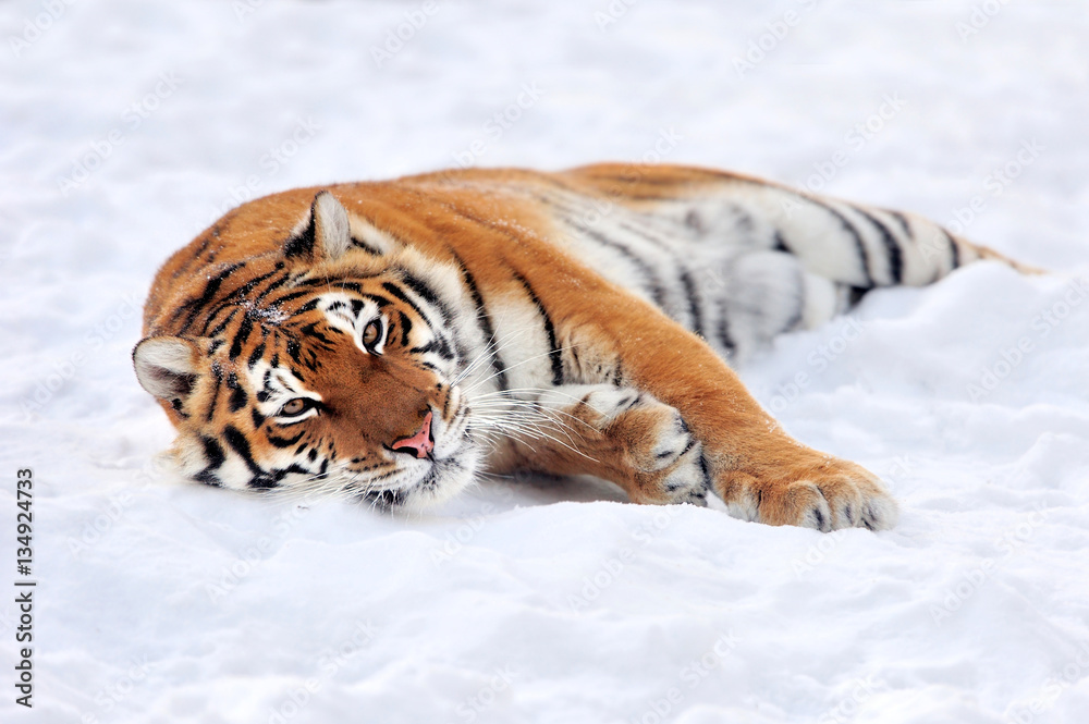 Tiger in winter