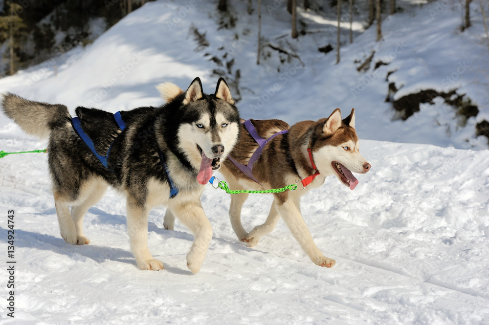 A team of Siberian sled dogs pulling a sled through the winter f