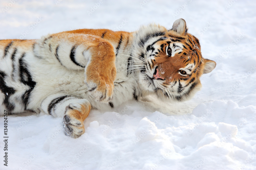 Tiger in winter