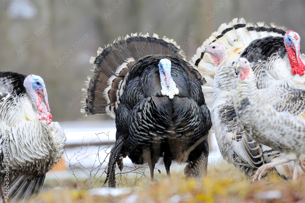 Turkey-cock