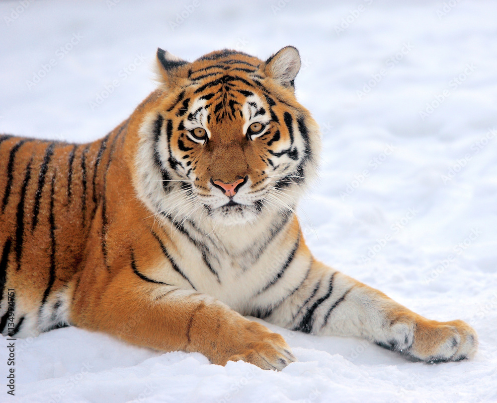 Tiger in winter