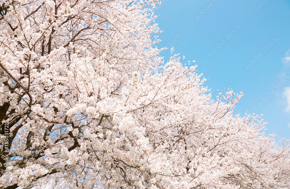 日本の春の風景　桜　染井吉野