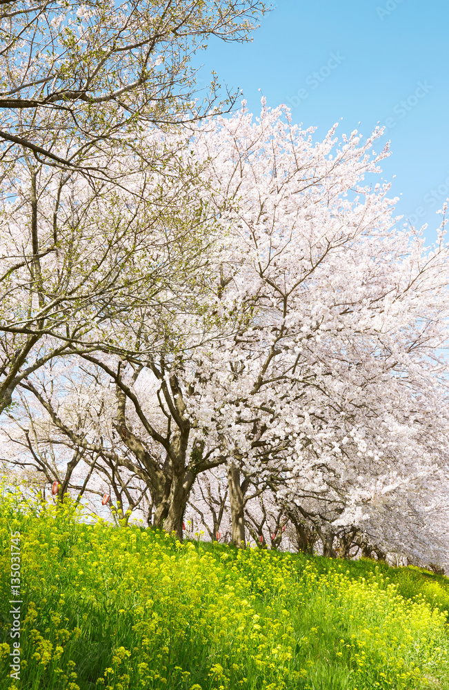 桜　染井吉野